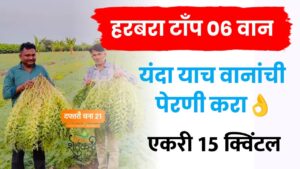 हरभरा पिकाचे रेकॉर्ड ब्रेक उत्पादन देणारे ‘टॉप ७’ वाण