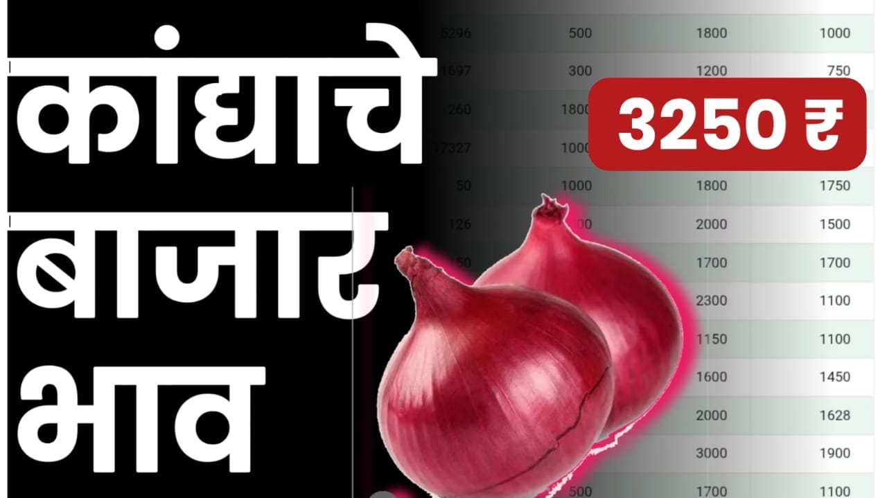 कांदा भाव