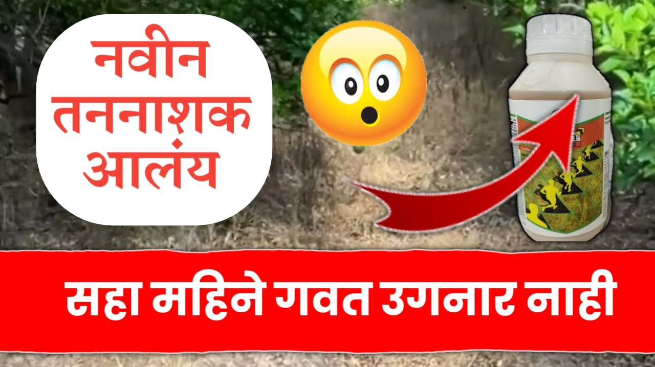 सहा महिने गवत उगनारच नाही