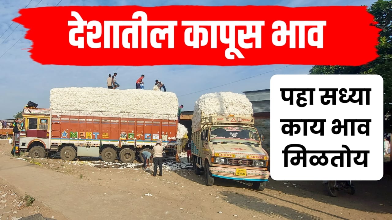 देशात कापसाला काय भाव