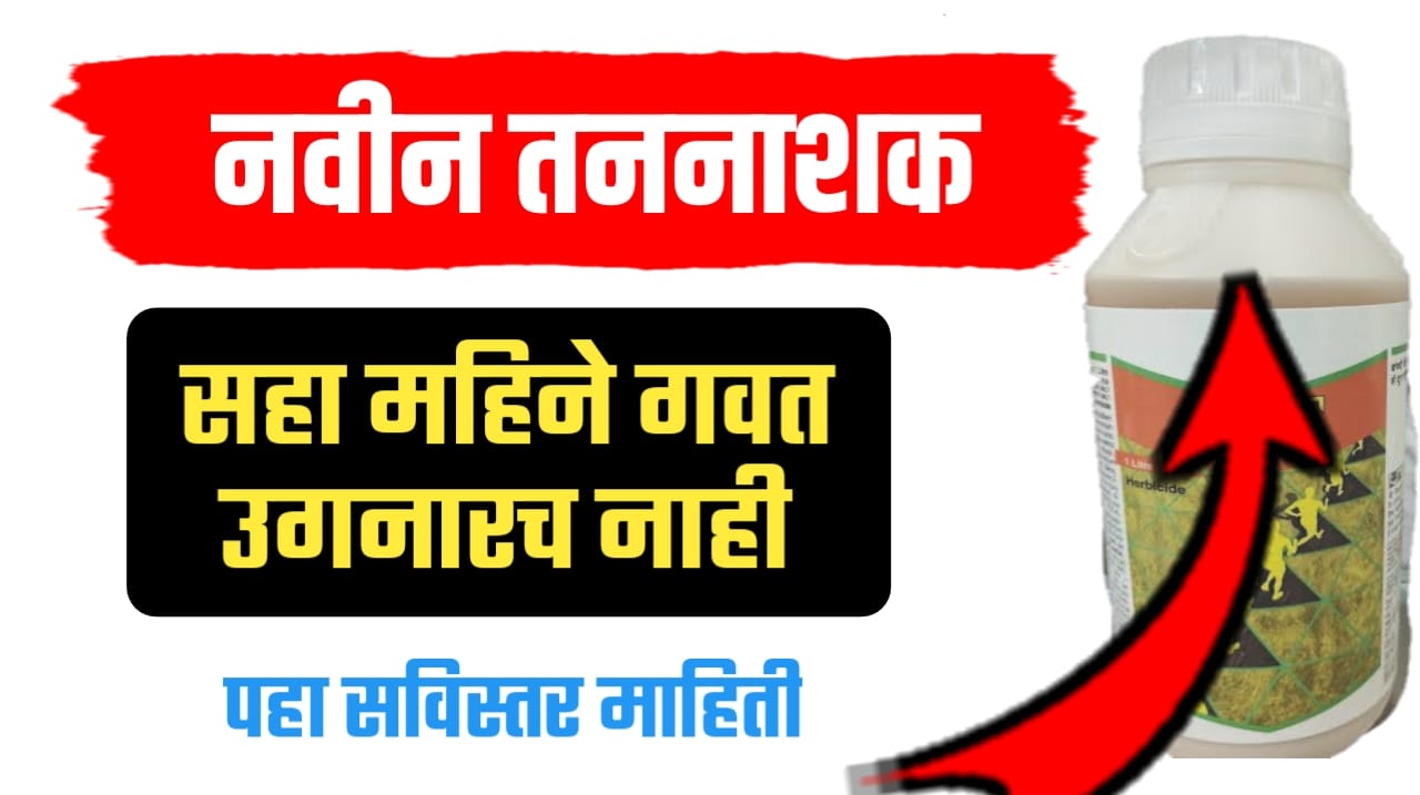 सहा महिने गवत उगनारच नाही
