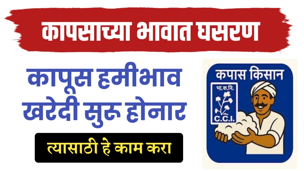 कापूस भावात घसरण, हमीभावानं कापूस विकन्यासाठी हे काम करावं लागनार